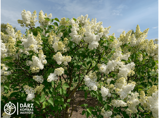 Syringa vulgaris   'Lebjoduška'